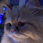 Teddy - @tedinho_garfield - Instagram
