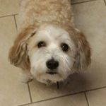 Teddy Roosavelt Greenfield - @teddythemini_bear - Instagram