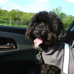 ❤🐶Teddy Guerrero🐶❤ - @thetedster101 - Instagram