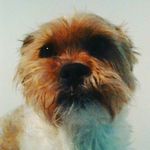 Ted Gunn - @ted_the_dog_22 - Instagram