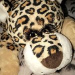 Günter🐯 - @gunter.der.teddy - Instagram