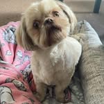 🐾 Teddy Hacker - @shihtzu.tedhacker - Instagram
