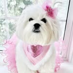 Hadley💗 - @hadley_theteddybearpup - Instagram