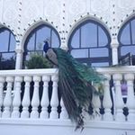 Ted Hamilton - @tedhamilton4854 - Instagram