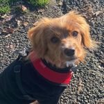 Ted Hamilton - @tedh_thecavapoo - Instagram