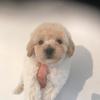 Ted Hamilton - @ted.the.poochon - TikTok