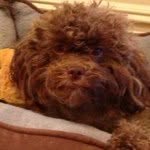 Teddy Hammerman - @teddyisthecutest - Instagram