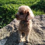 Ted Hammond - @sleepyhead.ted - Instagram