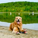 Mr. Ted - @ted_handsomegolden - Instagram