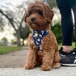 Teddie Cavoodle - @ted.handsome.cavoodle - Instagram