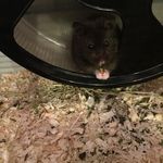 Mr. Hankey - @mr.hankey_teddyhammy - Instagram