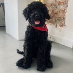 Ted Hankey 🐶 - @teddebaas - Instagram