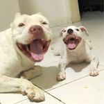 Ted e Hannah - @ted_e_hannah - Instagram
