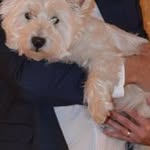 Ted Hanson - @tedthedog09 - Instagram