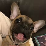 Ted Harding - @tedfrenchie2022 - Instagram