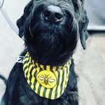 Ted Hardy - @dishydog - Instagram