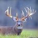 Ted Harrell - Facebook