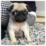 Ted Harris - @teds_puglife - Instagram