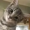 Amelia Beth 😎 - @ted.harrison.weirdos - TikTok