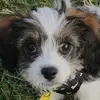 Fluffy_bear123 - @ted_harrison0 - TikTok