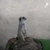 Ted Harrison 7-6 ships - @ted.harrison.7_6 - TikTok