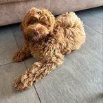 Teddy Hartman🧸🐶 - @doodleteddy___ - Instagram