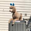 Ted Harvey - @ted.harvey - TikTok