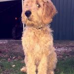 Teddy Hatcher - @teddyhgoldendoodle - Instagram