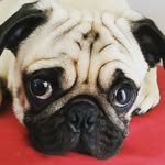Ted Pug - @pug_tedhaus - Instagram
