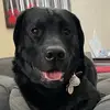 Teddy’s Dog Haus - @teddysdoghaus - TikTok