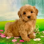 Lady Theodora Paddington Juniper III - @teddyhawkesbury - Instagram