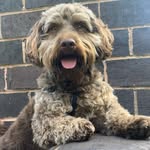 Ted 🐾 - @x.teddy.hawkes.x - Instagram