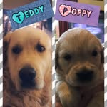 Teddy_Poppy.Hawkes_xx - @teddy_poppy.hawkes_xx - Instagram