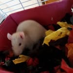 teddy dixie hazelwood - @teddy.hazelwood - Instagram