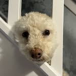 Teddy - @teddy_hazelwood - Instagram