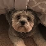 Teddy Hazen - @teddy__bear16 - Instagram