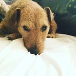Ted Head🙈🐾🐾 - @just_ted_head - Instagram