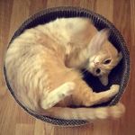 Teddy - @_ted_head_ - Instagram
