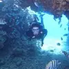 helmted - @helmted - TikTok