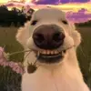 s77 - @helmented - TikTok