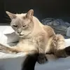 tessa - @tessahemmelgarn - TikTok