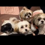 Teddy Coco Madonna Lala Hendrix Elvis and Whitney - @shihtzusandamalshi - Instagram