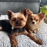 🐶 Ted 🦊 Holly - @yorkited - Instagram