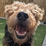 Ted Howells, Dog - @ted_howells_esq - Instagram