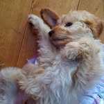 Ted Hughes - @tedthedoghughes - Instagram