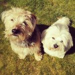_🐕🐕Ｈｕｒｌｅｙ _Ｔｅｄｄｙ🐕🐕_ - @_xo.hurley_teddy.ox_ - Instagram