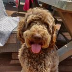 Ted Hurley - @sir.teddington_ - Instagram