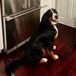 Theodore Hurley Campbell Bowen - @goodboited - Instagram