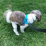 Ted Jansen (dog) - @tedjansenpoops - Instagram