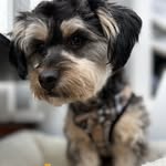 Theodore Maximus Kaufman - @alwaysready_teddy - Instagram